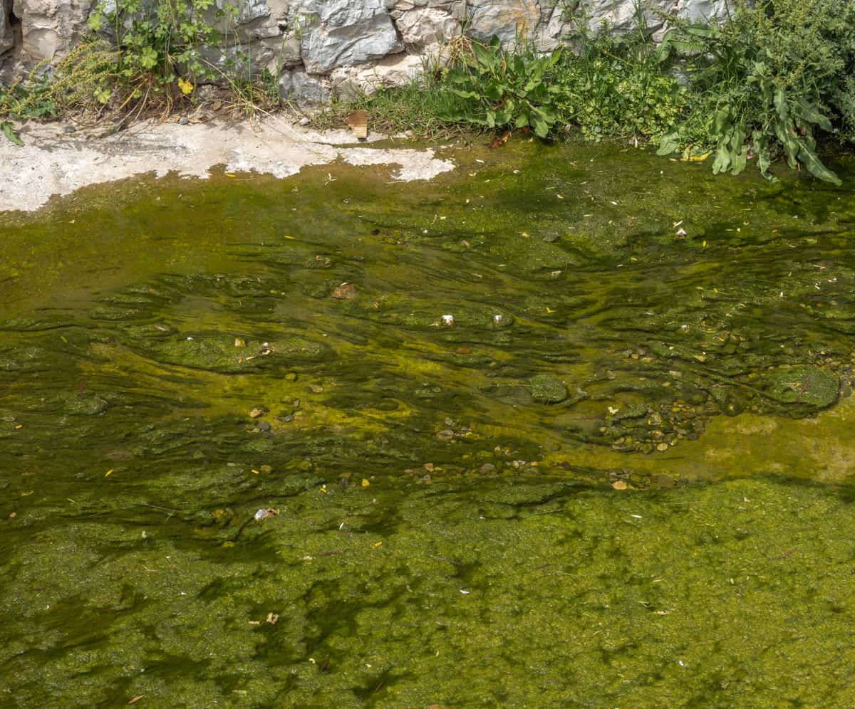 Green algal growth spreading across still water